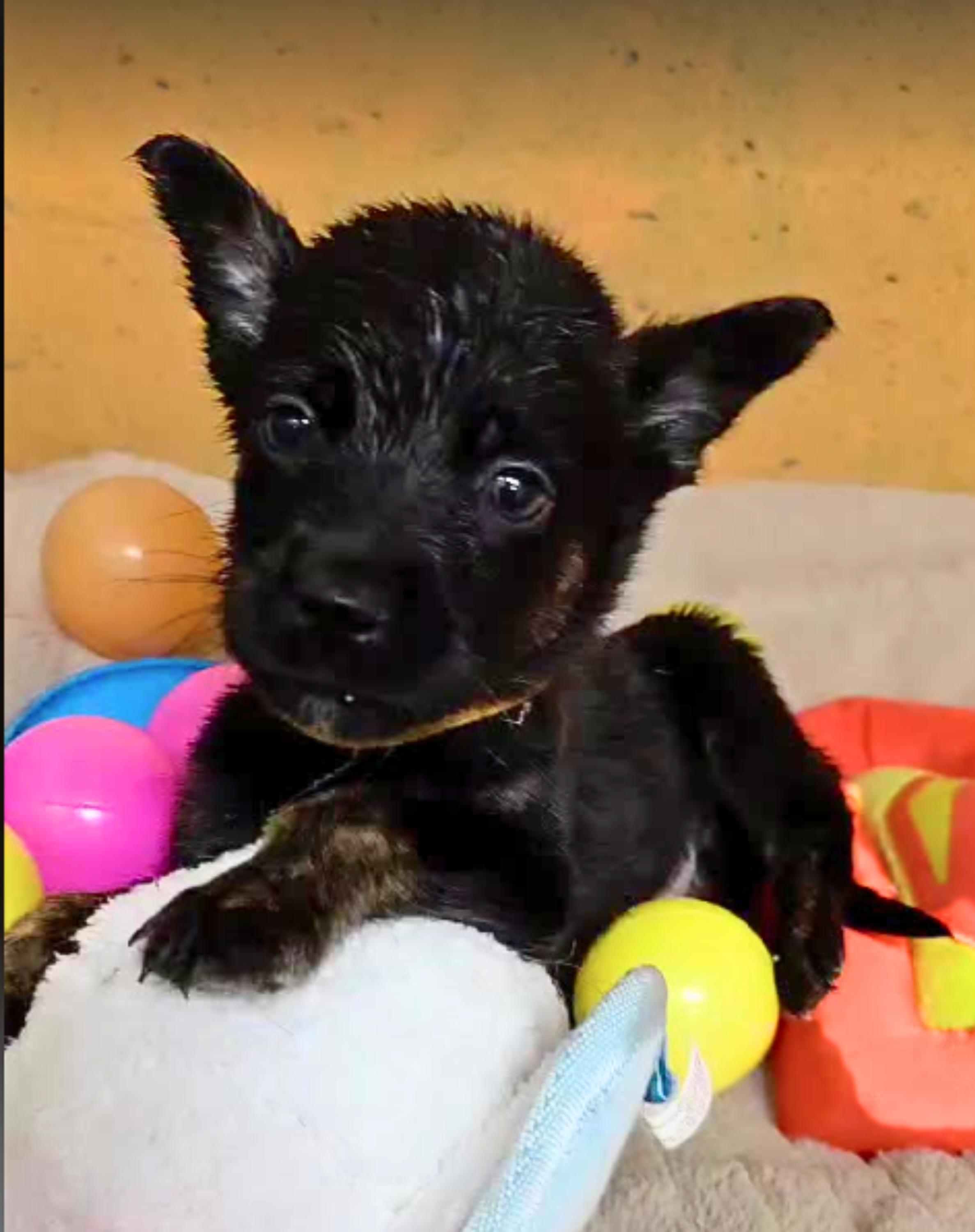 Enlarge Theodore (Theo), a Adoptable mixed breed in Cottonwood Heights, UT image 3/6