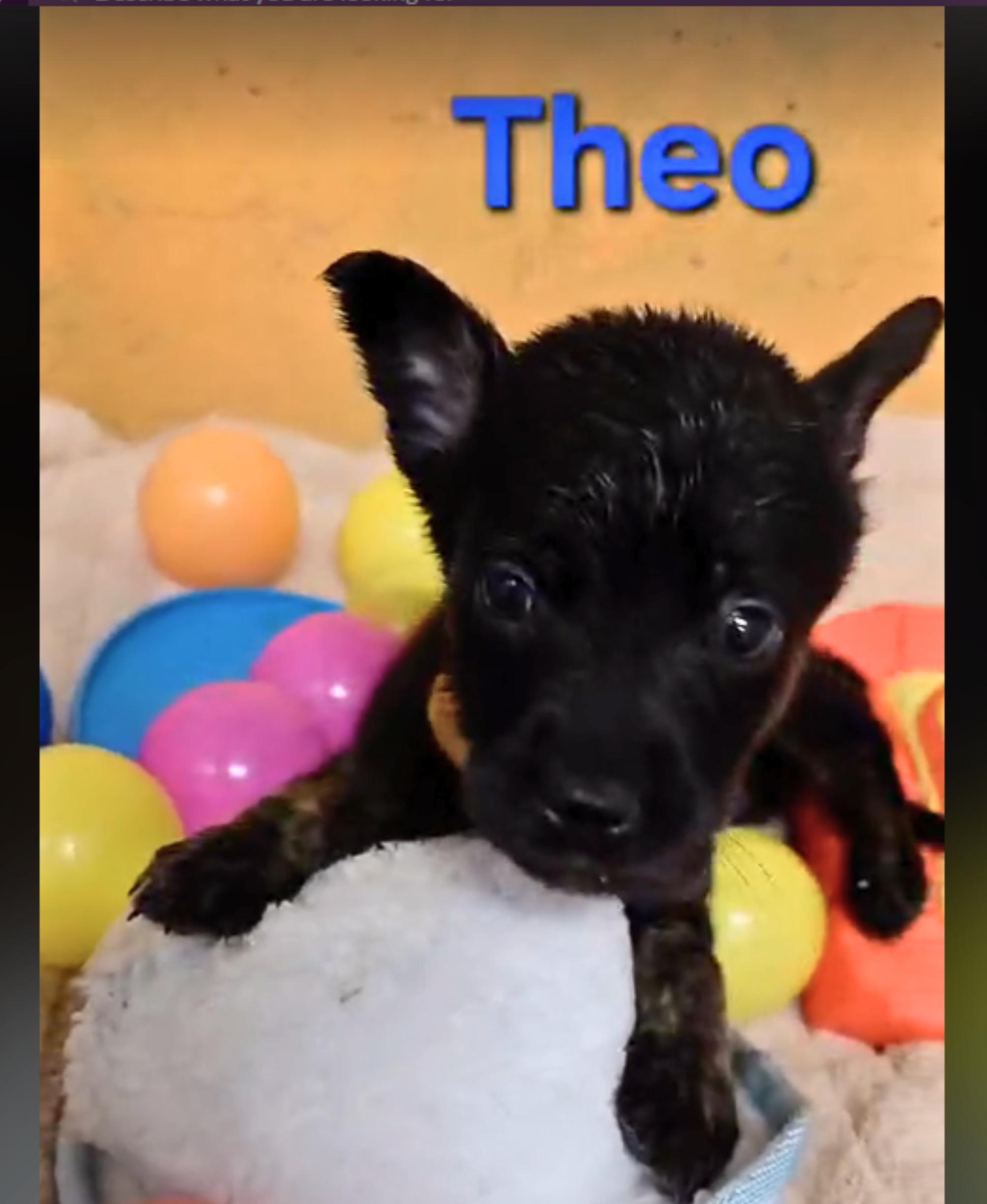 Enlarge Theodore (Theo), a Adoptable mixed breed in Cottonwood Heights, UT image 4/6