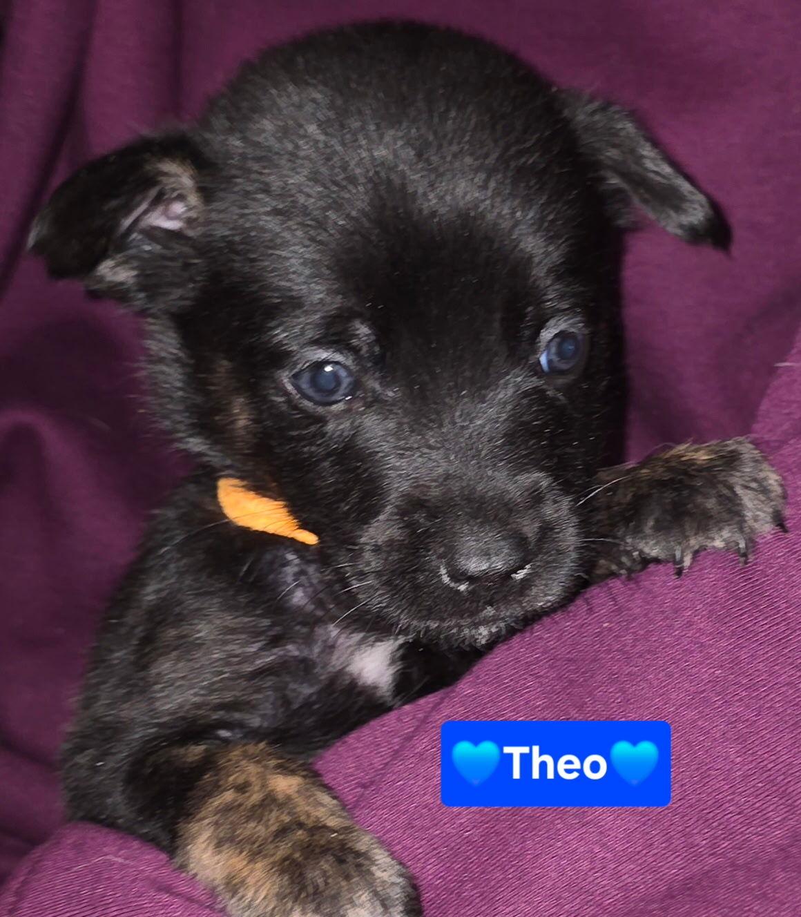 Enlarge Theodore (Theo), a Adoptable mixed breed in Cottonwood Heights, UT image 5/6