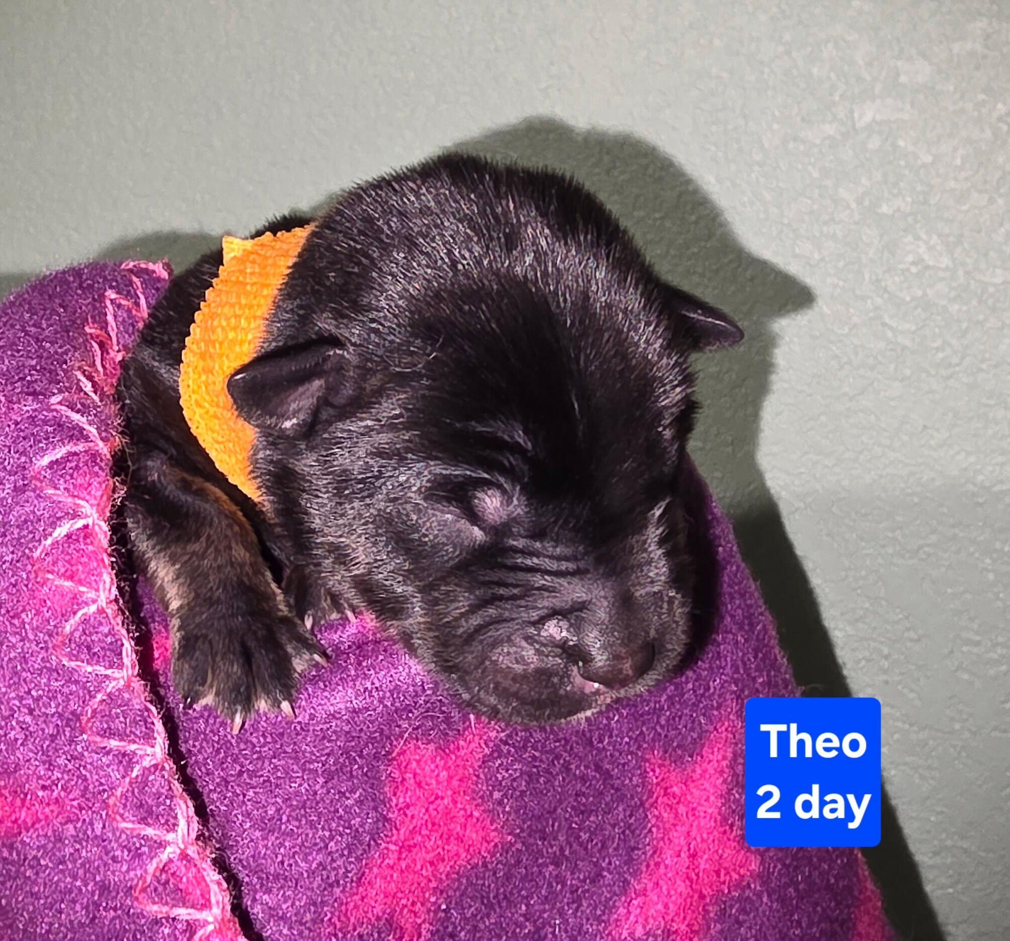 Enlarge Theodore (Theo), a Adoptable mixed breed in Cottonwood Heights, UT image 2/2