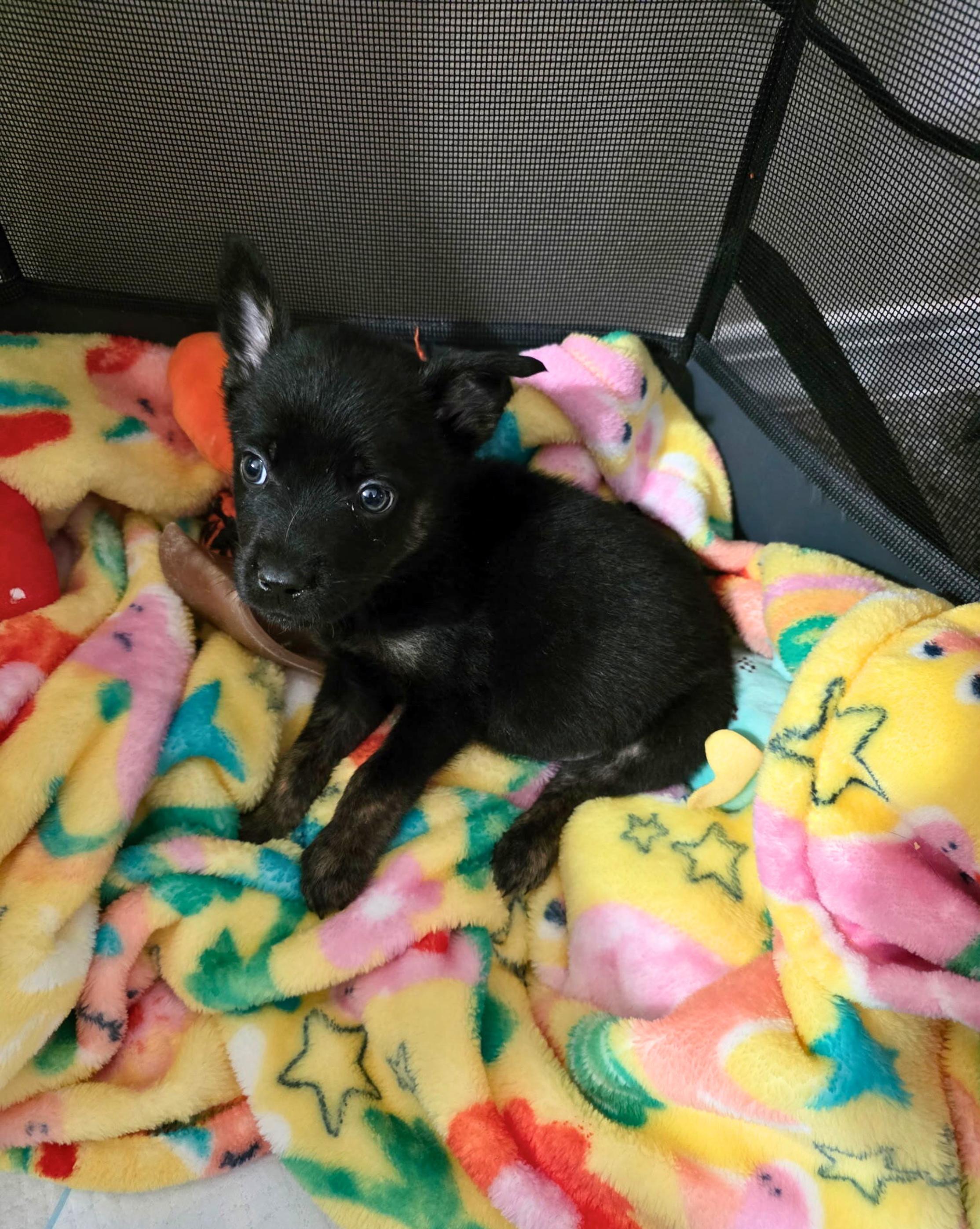 Enlarge Theodore (Theo), a Adoptable mixed breed in Cottonwood Heights, UT image 6/6
