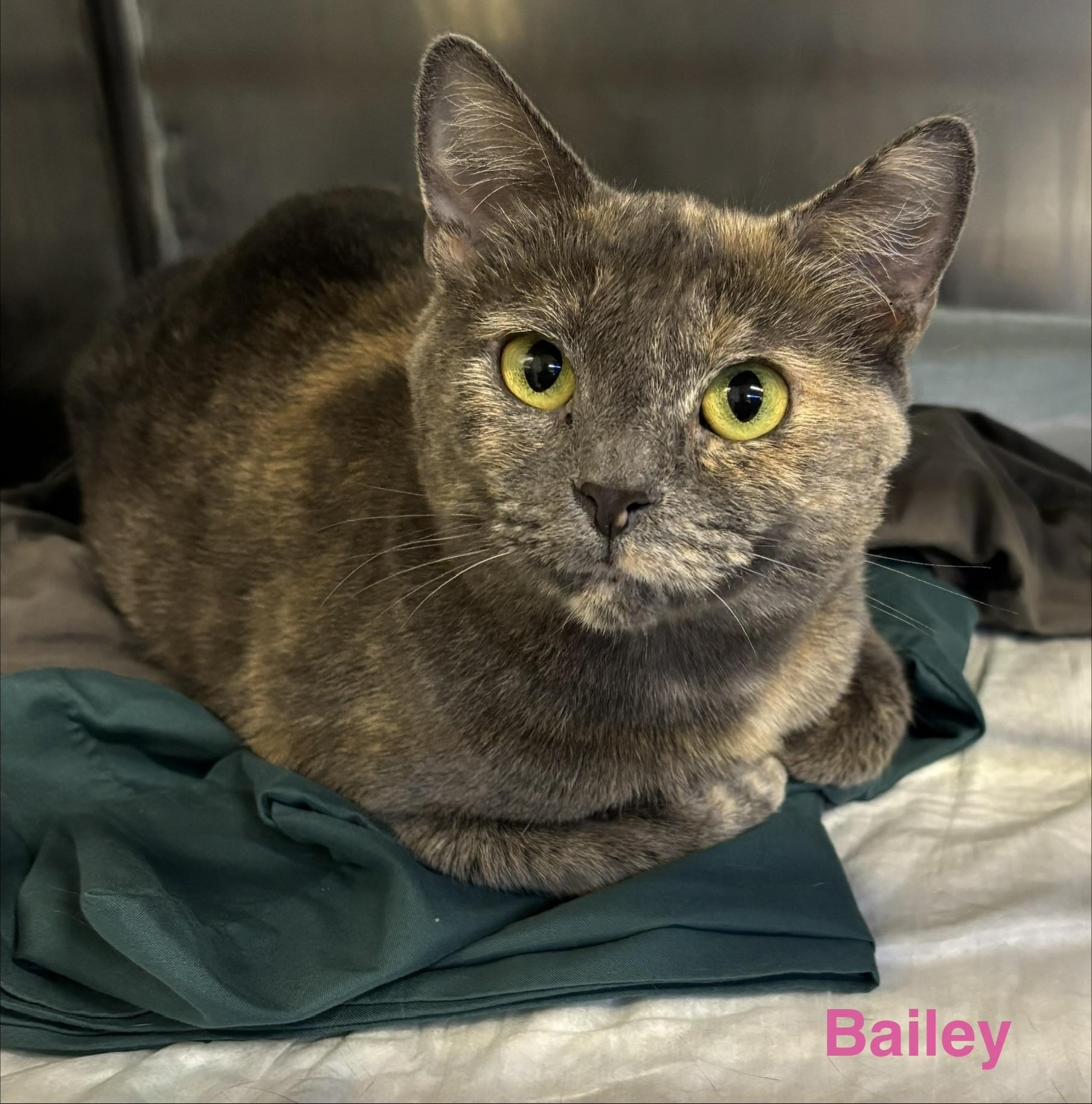 Bailey, Adoptable, Adult Female Dilute Tortoiseshell.