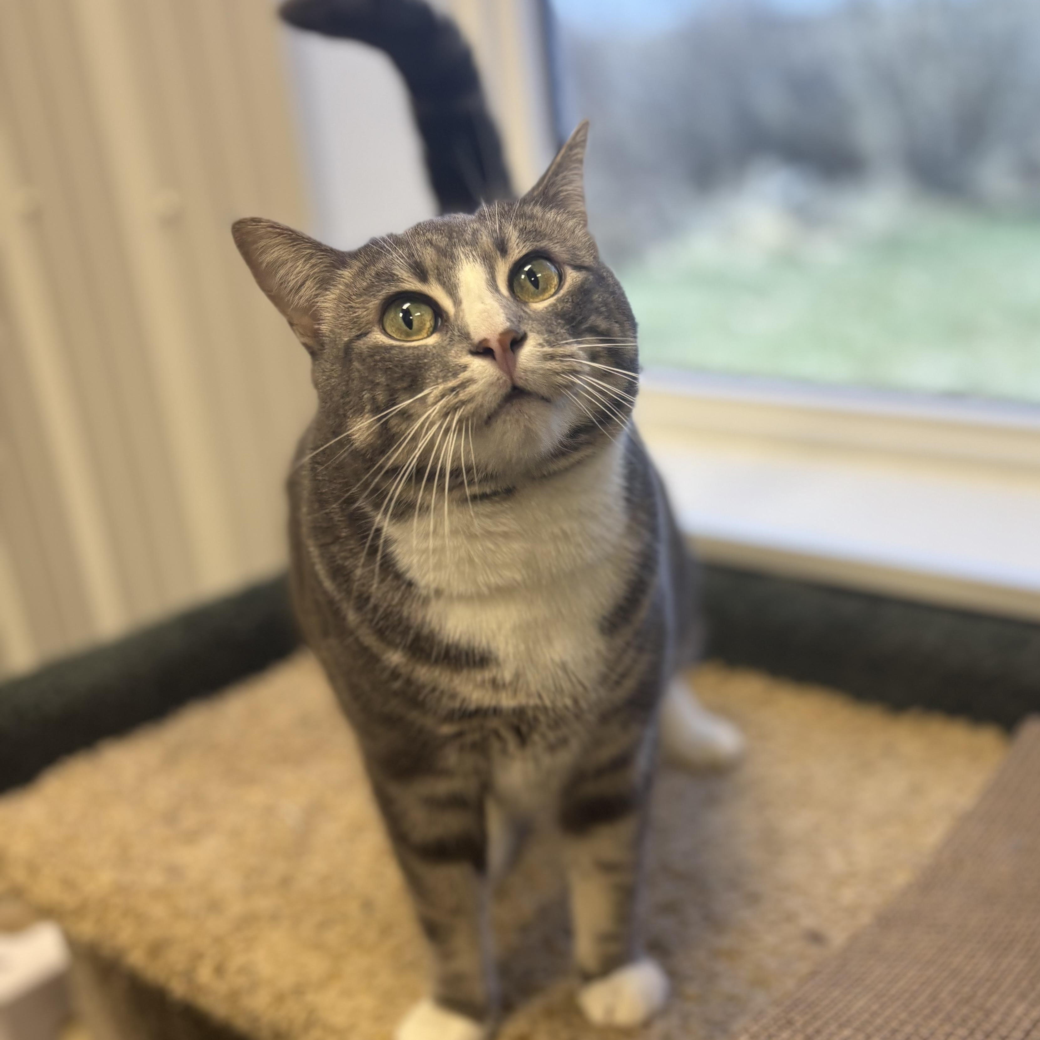 Enlarge Juicy Fruit , an adopted Domestic Short Hair in Medicine Hat, AB image 1/1