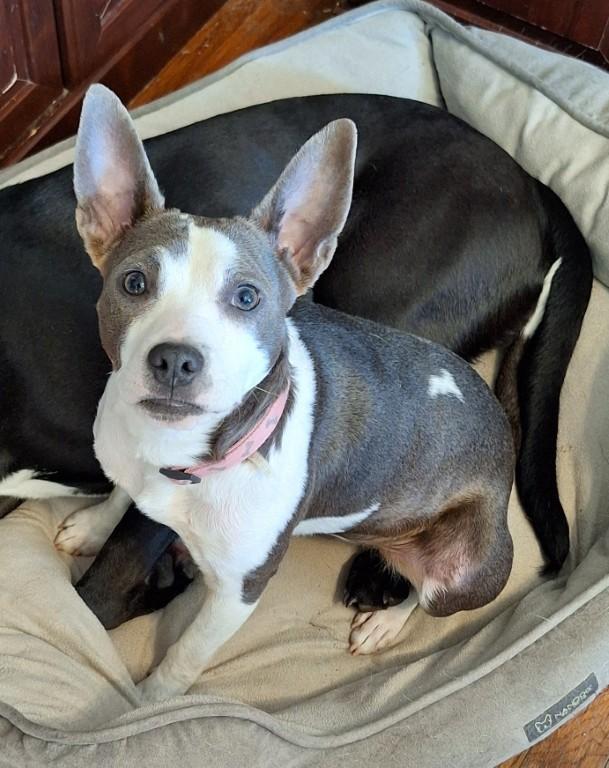 Milly, a ADOPTABLE mixed breed in Brentwood , NH image 4/5