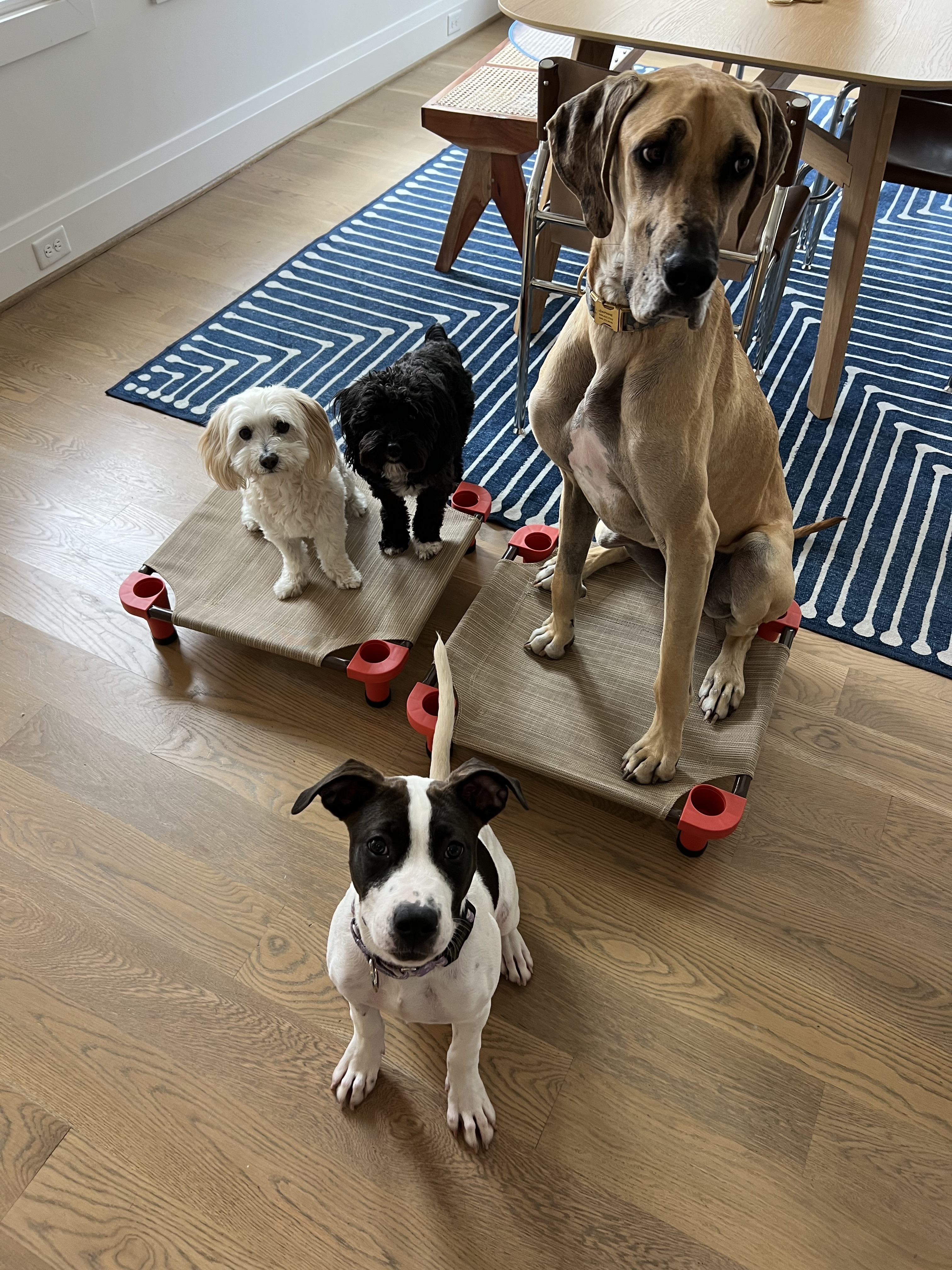 Lily, Adopted, Puppy Female American Staffordshire Terrier.