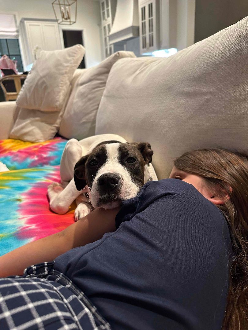 Lily, a Adopted mixed breed in Allentown, PA image 2/5