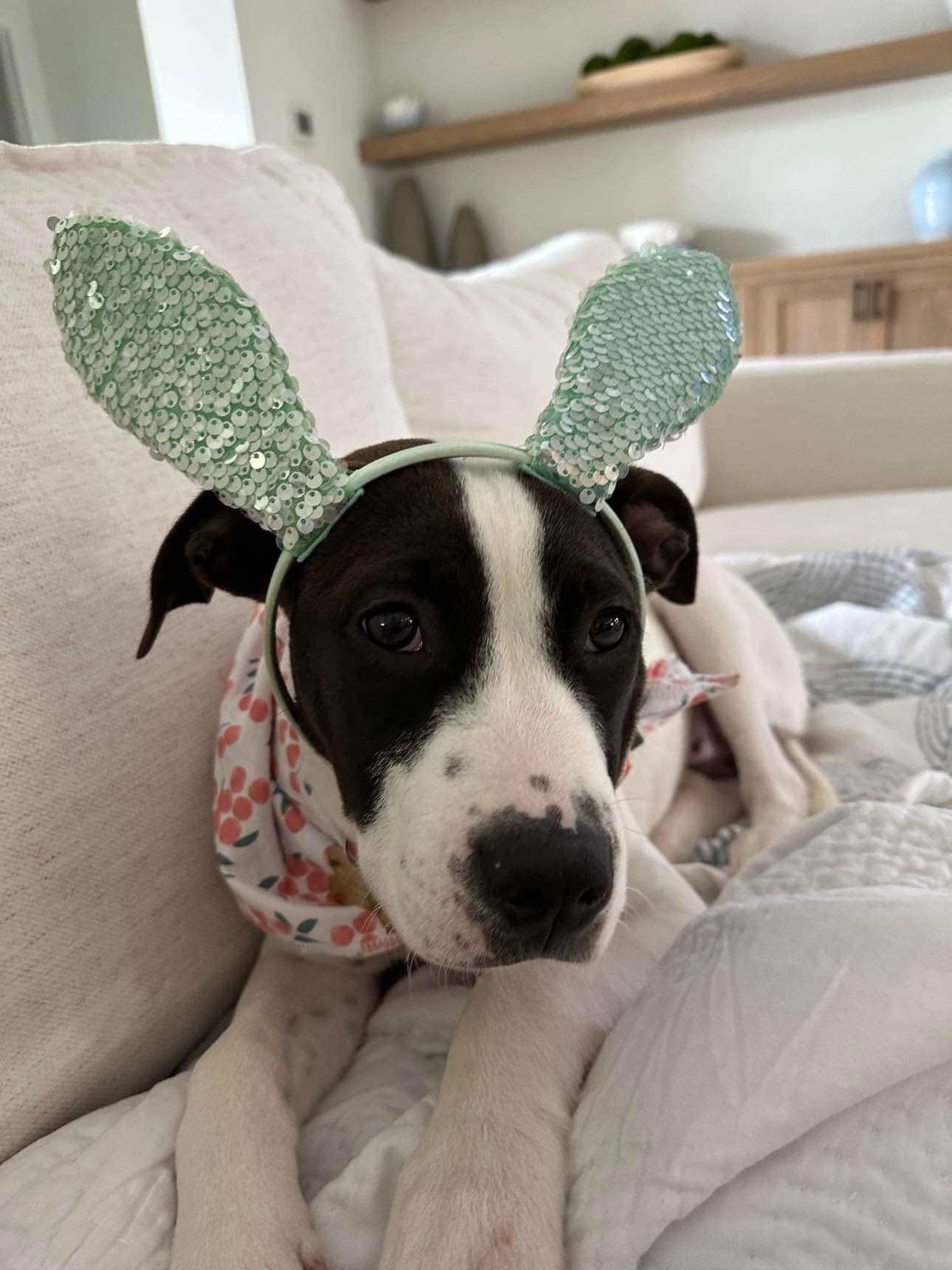 Lily, a Adopted mixed breed in Allentown, PA image 3/5