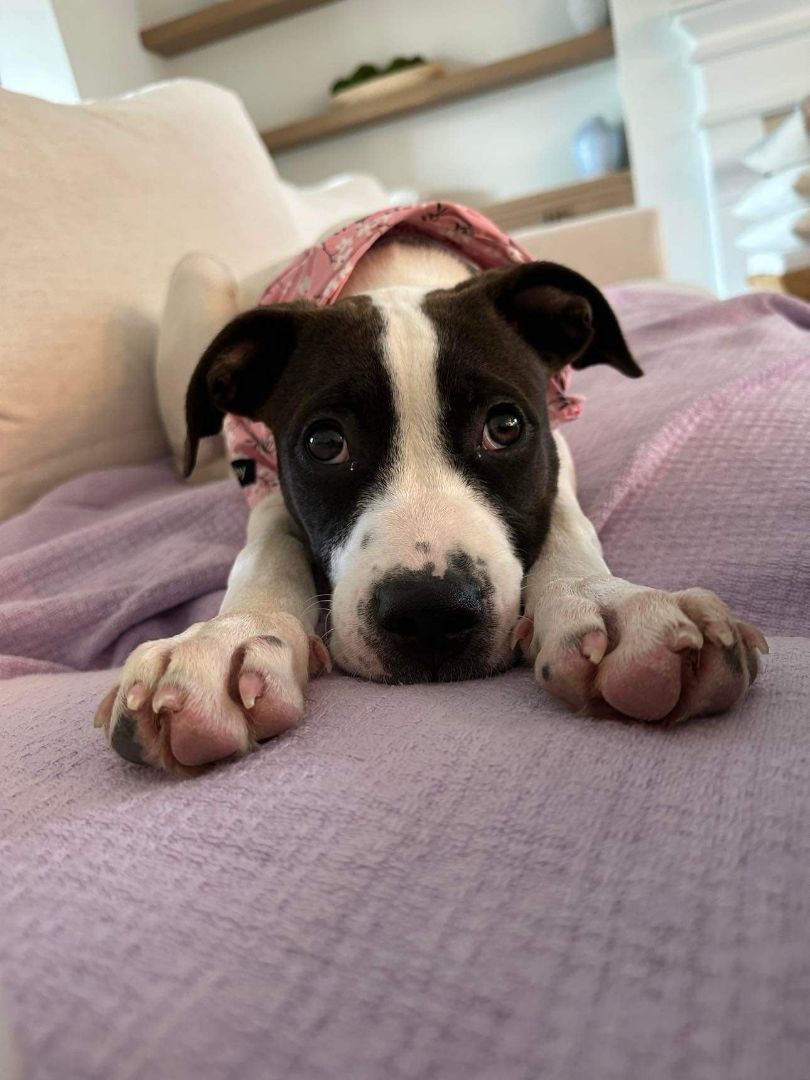 Lily, a Adopted mixed breed in Allentown, PA image 4/5