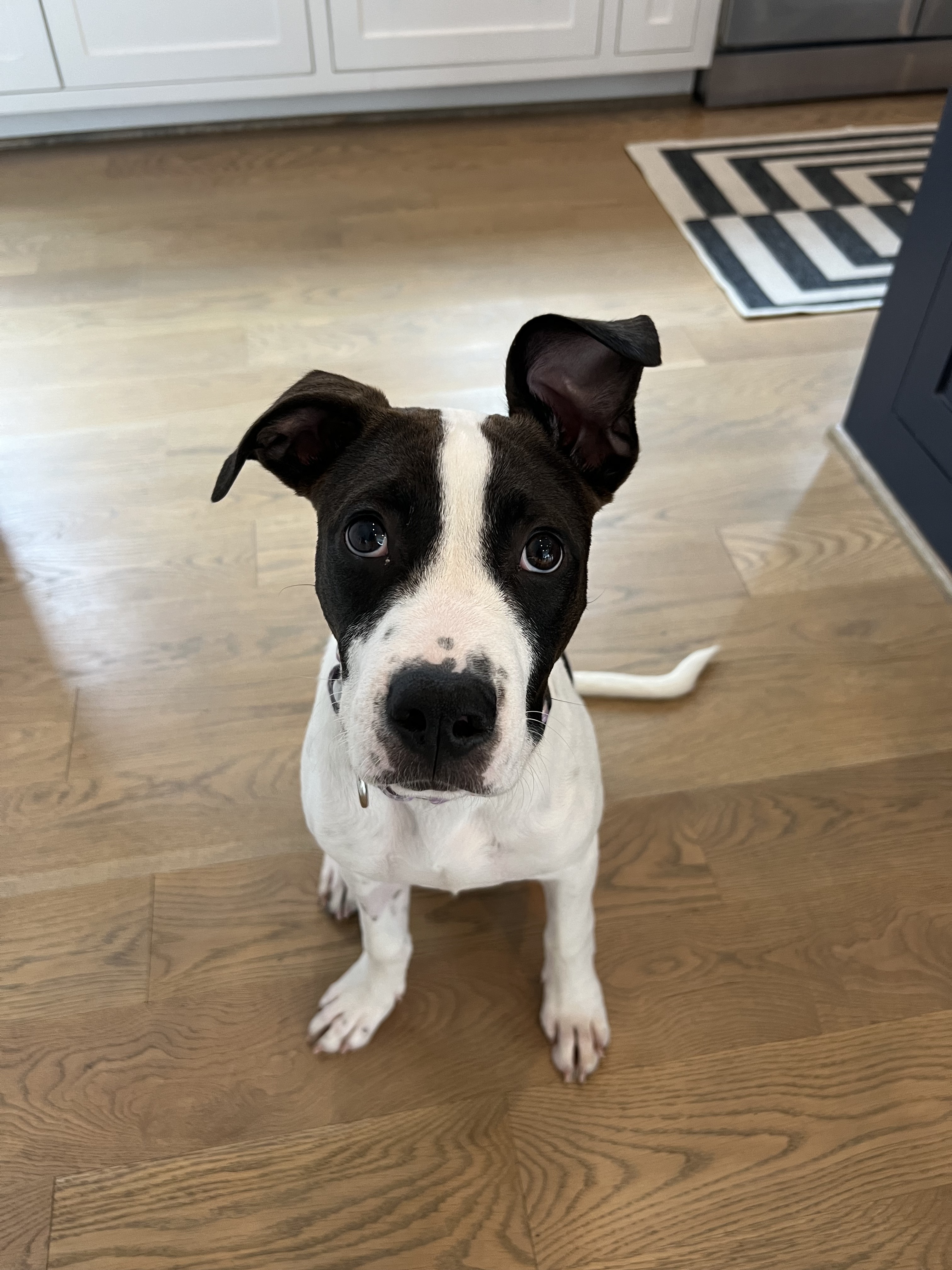 Lily, a Adopted mixed breed in Allentown, PA image 5/5