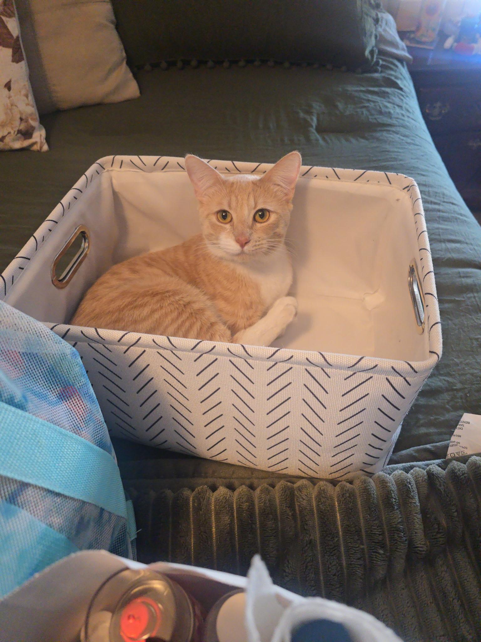 Felix, an adopted Domestic Short Hair in Hesperia, CA image 1/3