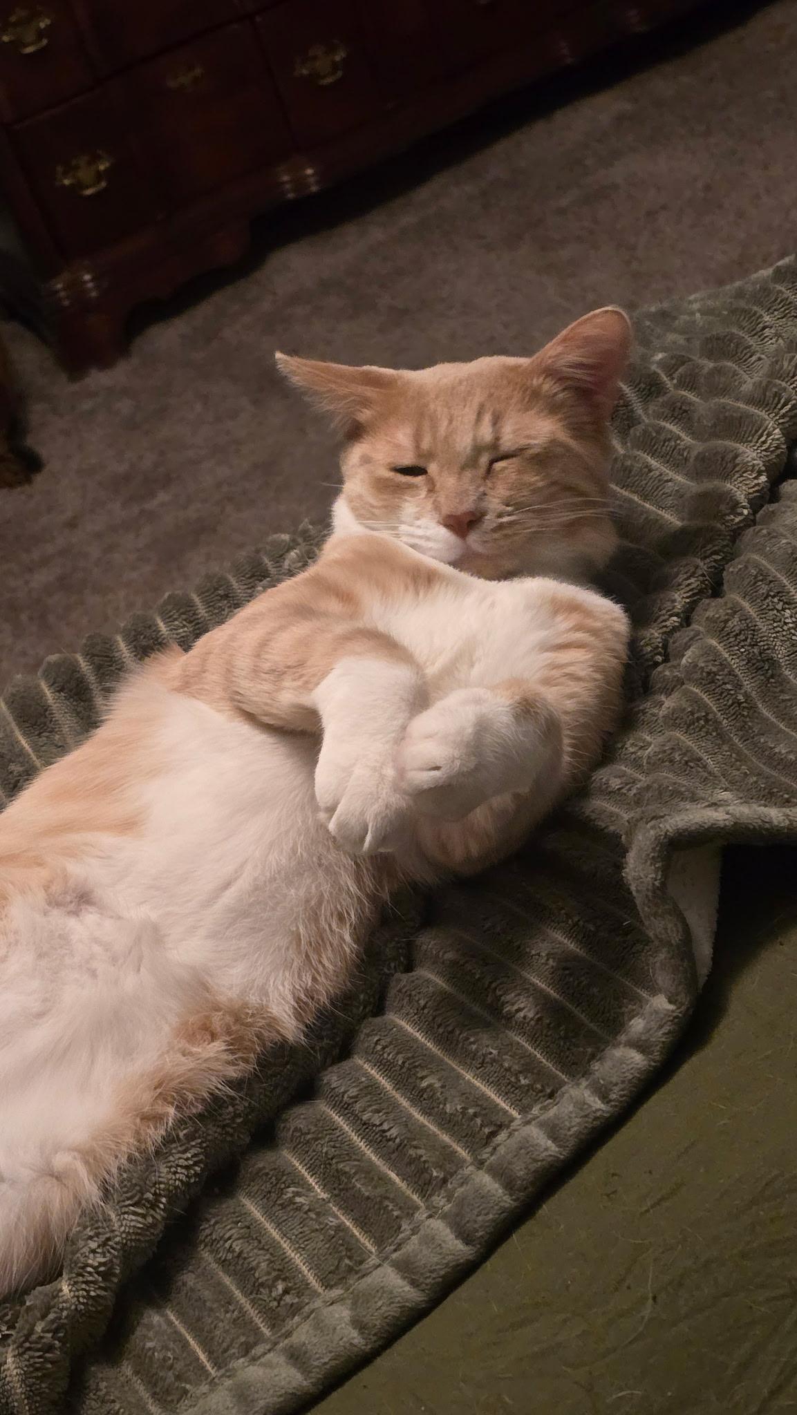 Felix, an adopted Domestic Short Hair in Hesperia, CA image 2/3