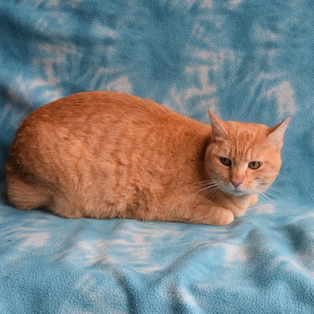 Zeke, a Adoptable Domestic Short Hair in Eureka, CA image 1/3