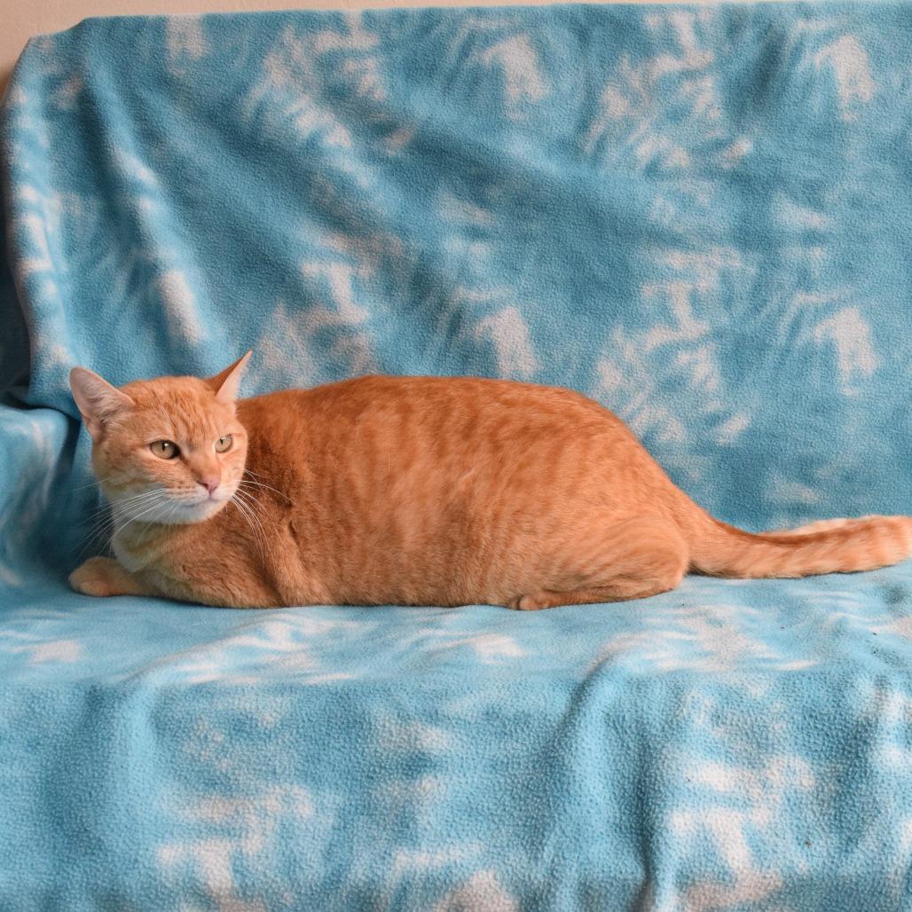Zeke, a Adoptable Domestic Short Hair in Eureka, CA image 2/3