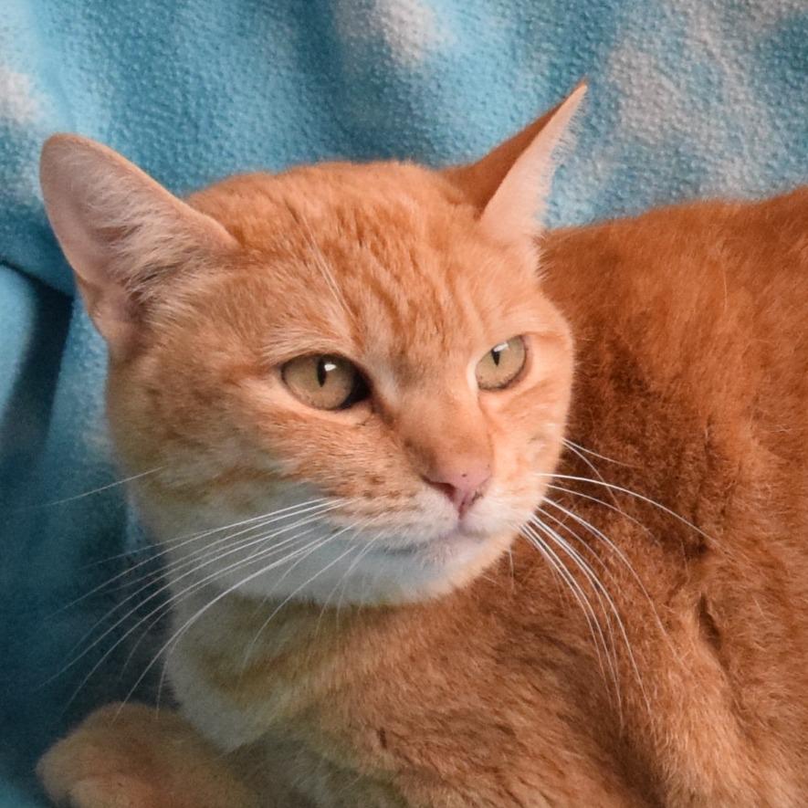 Zeke, a Adoptable Domestic Short Hair in Eureka, CA image 3/3