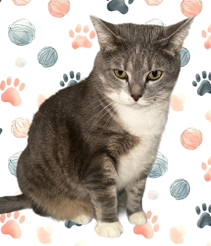 Enlarge SUMMER, an adopted Domestic Short Hair in Albany , NY image 4/6