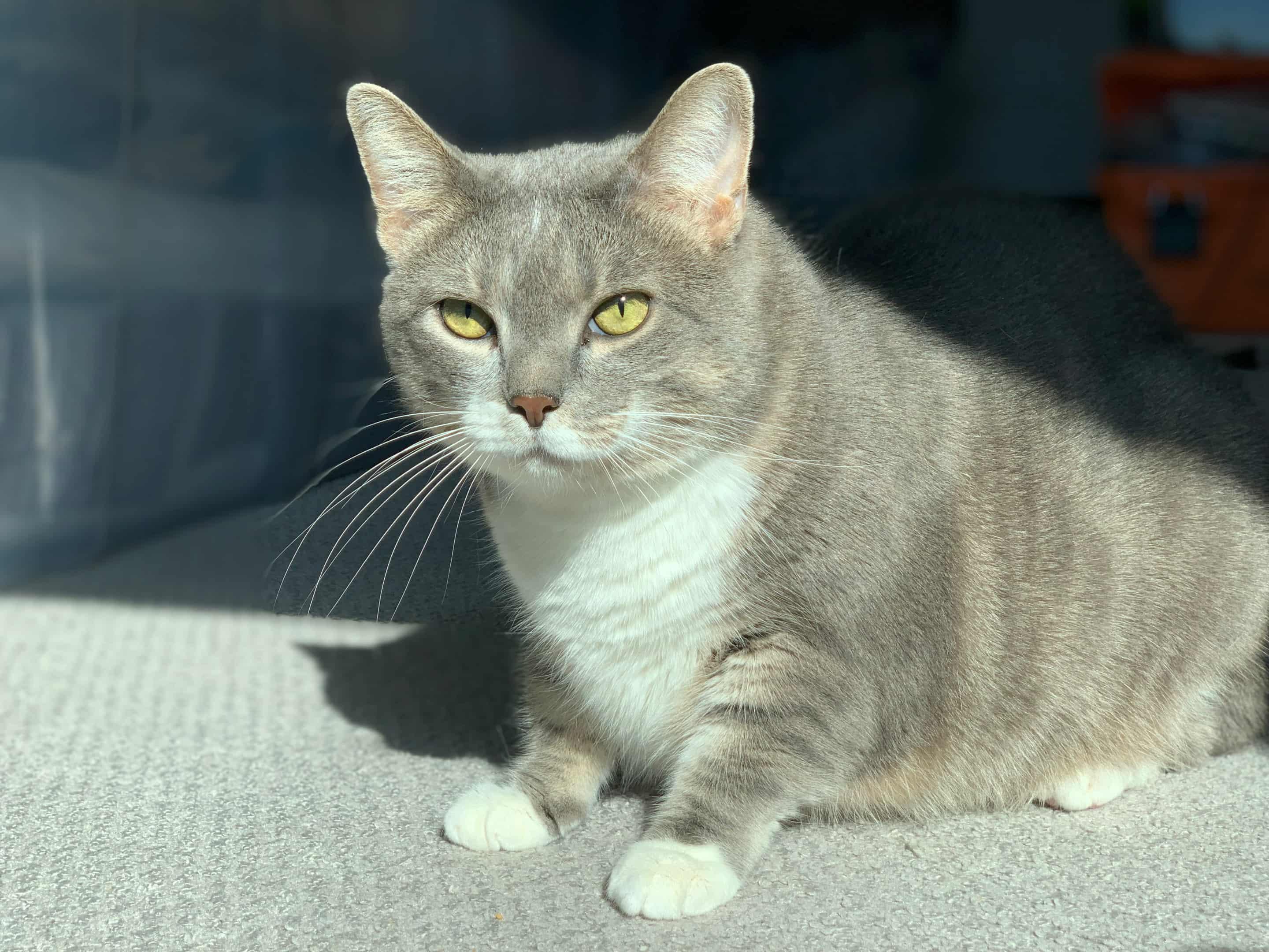 Enlarge SUMMER, an adopted Domestic Short Hair in Albany , NY image 1/6