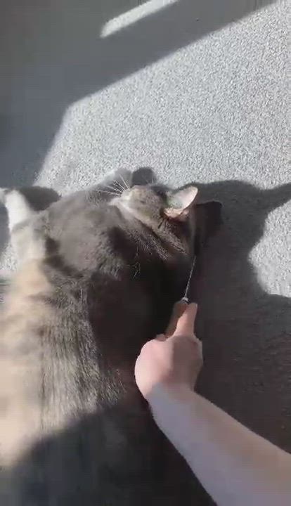 Enlarge SUMMER, an adopted Domestic Short Hair in Albany , NY video 2/6