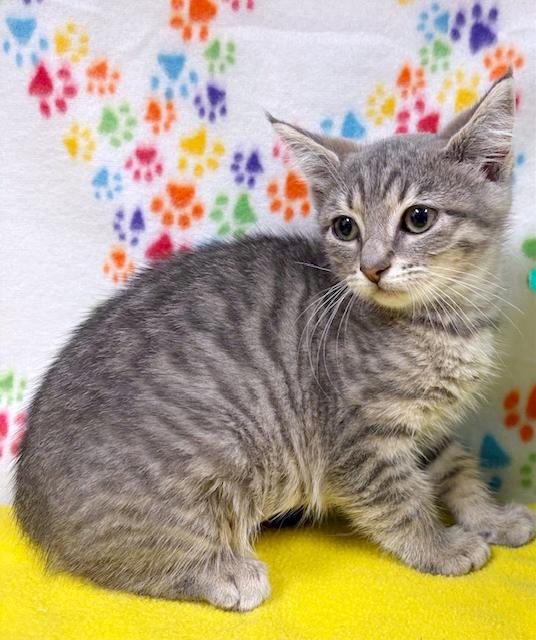 Luna, adopted, Kitten Female Domestic Short Hair.