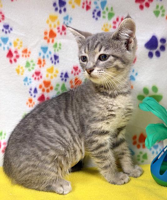 Enlarge Luna, an adopted mixed breed in Lake Monroe, FL image 2/2