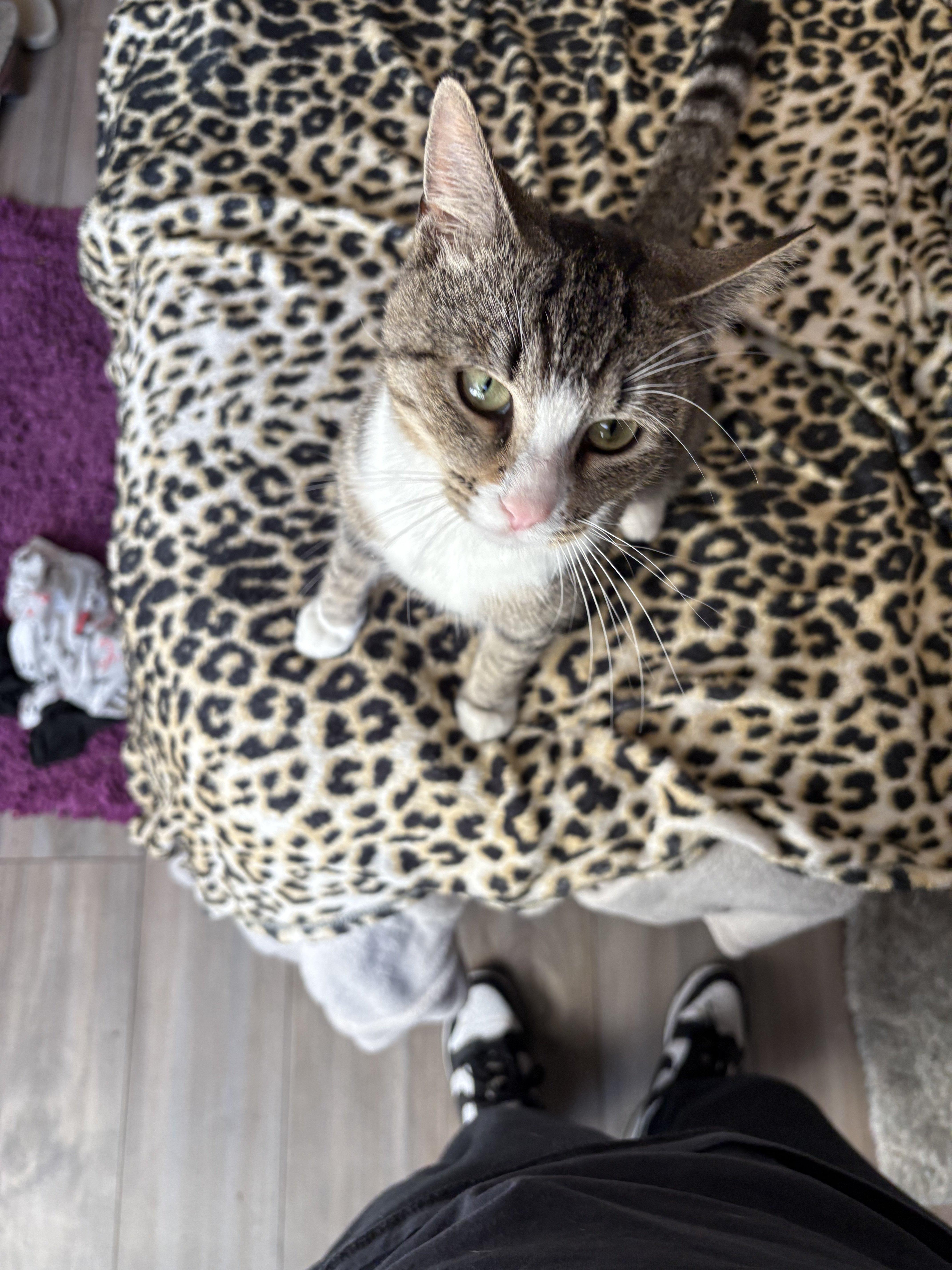 Lucky, ADOPTABLE, Adult Male American Shorthair.