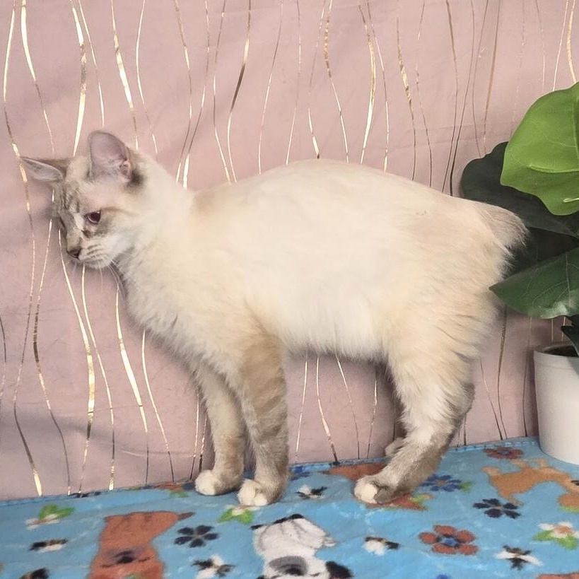 Mirelda — thumbnail 5