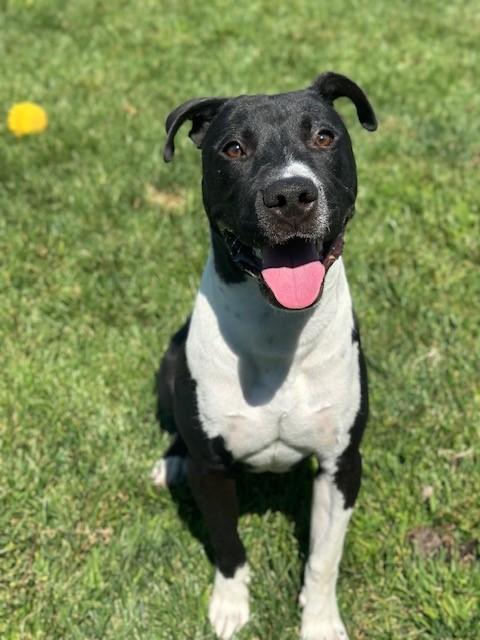 Dominik, Adoptable, Adult Male Pit Bull Terrier.