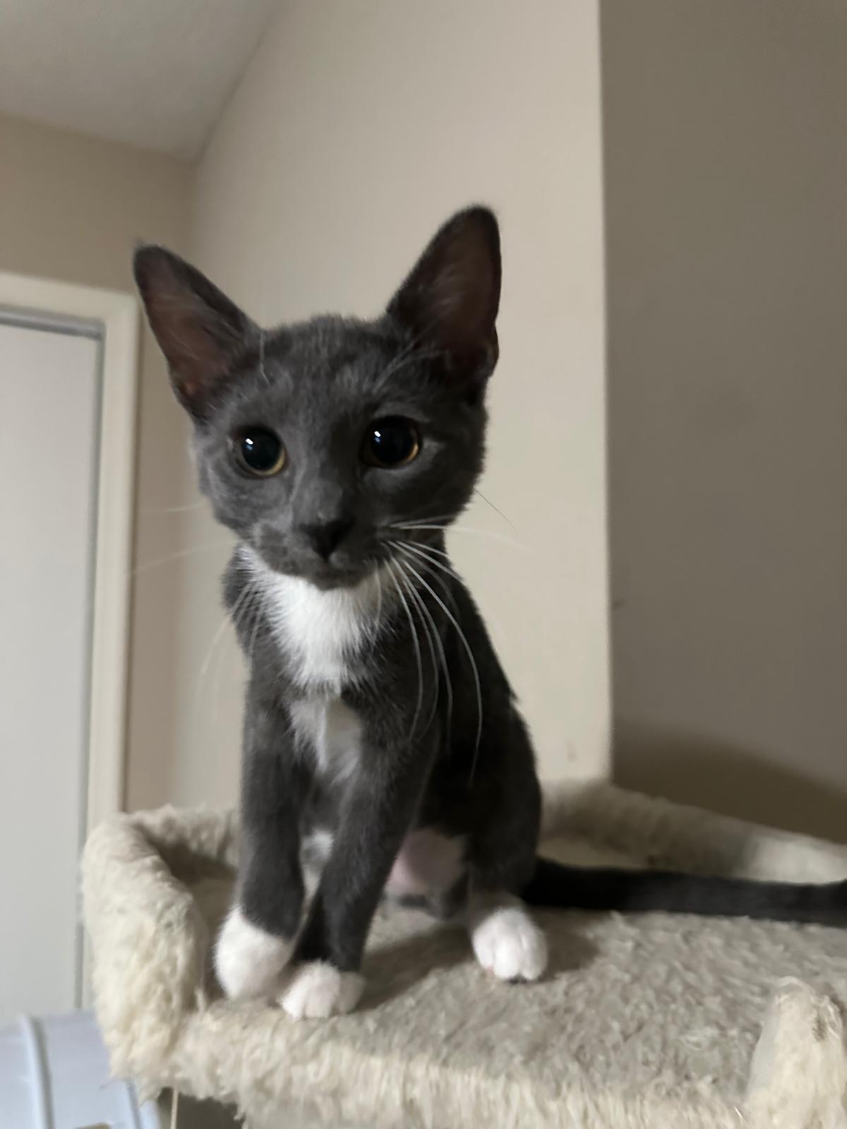 Enlarge Silver, a Adoptable Domestic Short Hair in Lawrenceville, GA image 2/6