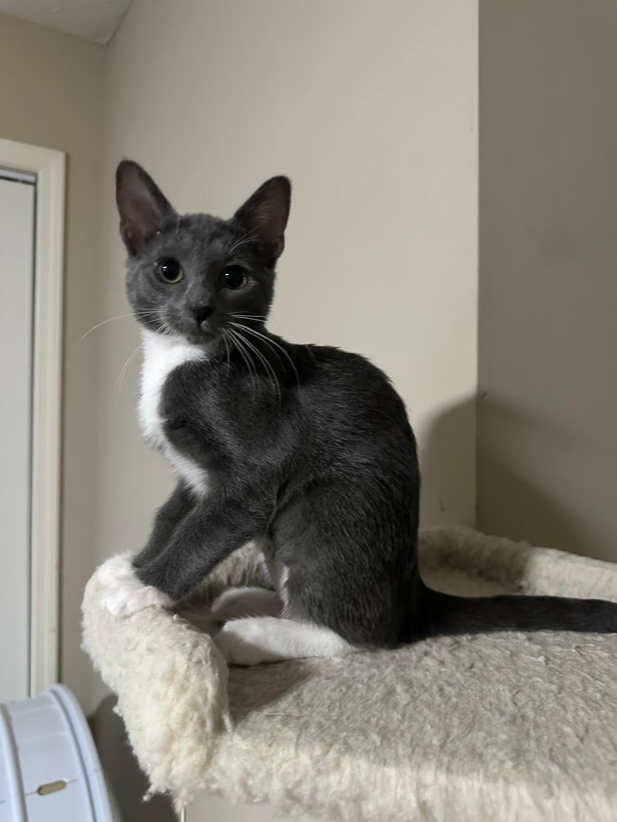 Enlarge Silver, a Adoptable Domestic Short Hair in Lawrenceville, GA image 4/6
