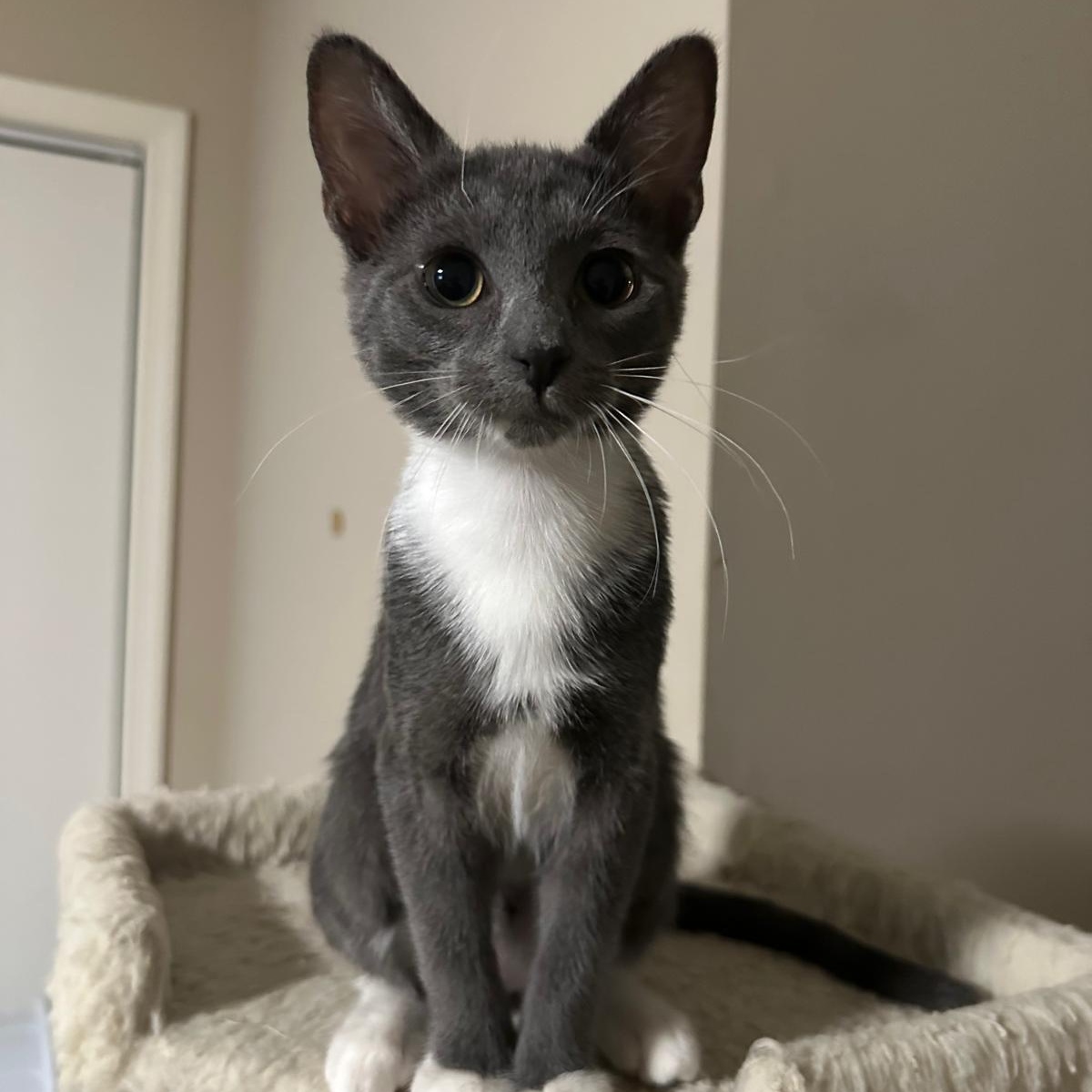 Enlarge Silver, a Adoptable Domestic Short Hair in Lawrenceville, GA image 1/6
