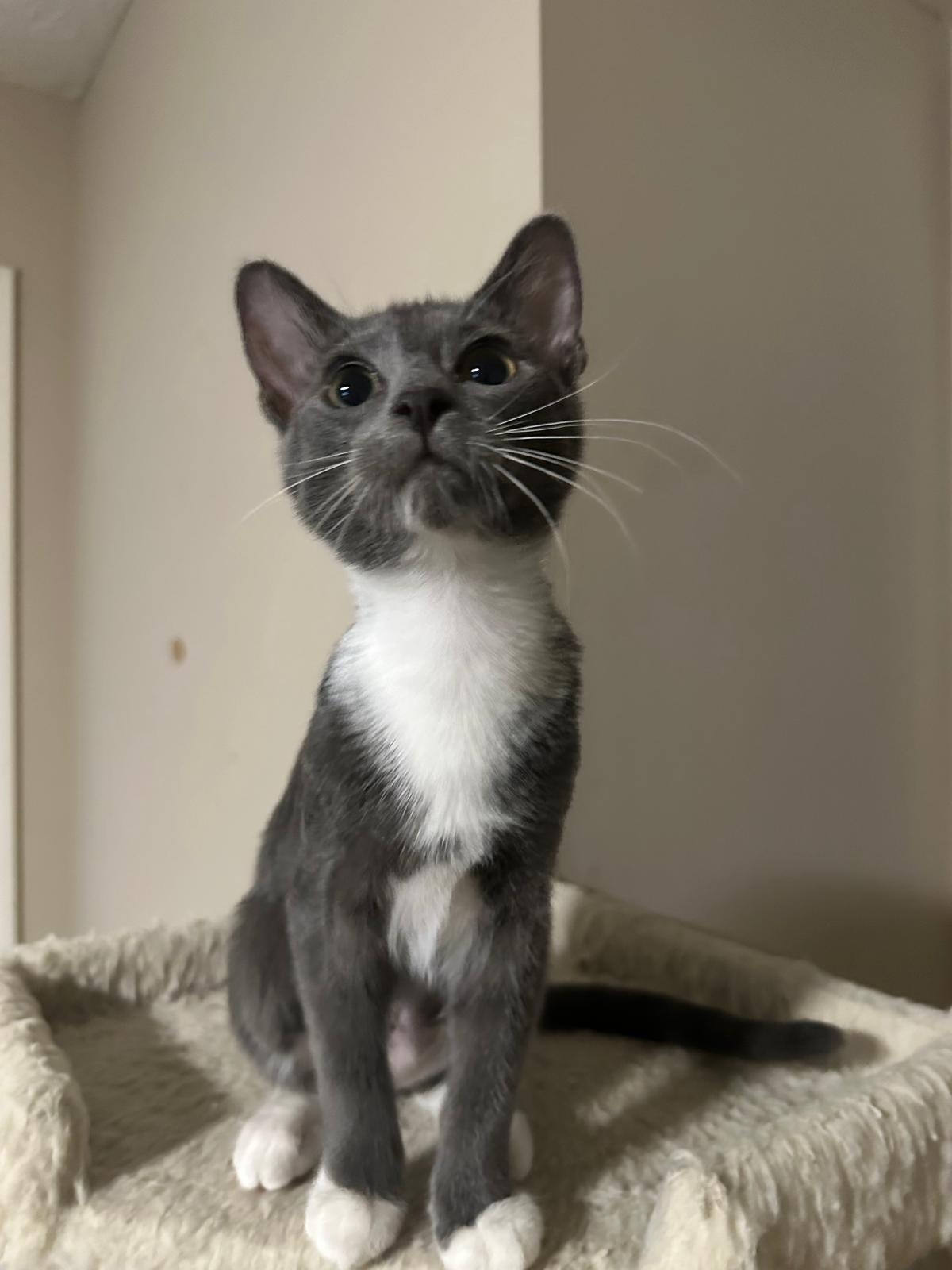 Enlarge Silver, a Adoptable Domestic Short Hair in Lawrenceville, GA image 6/6