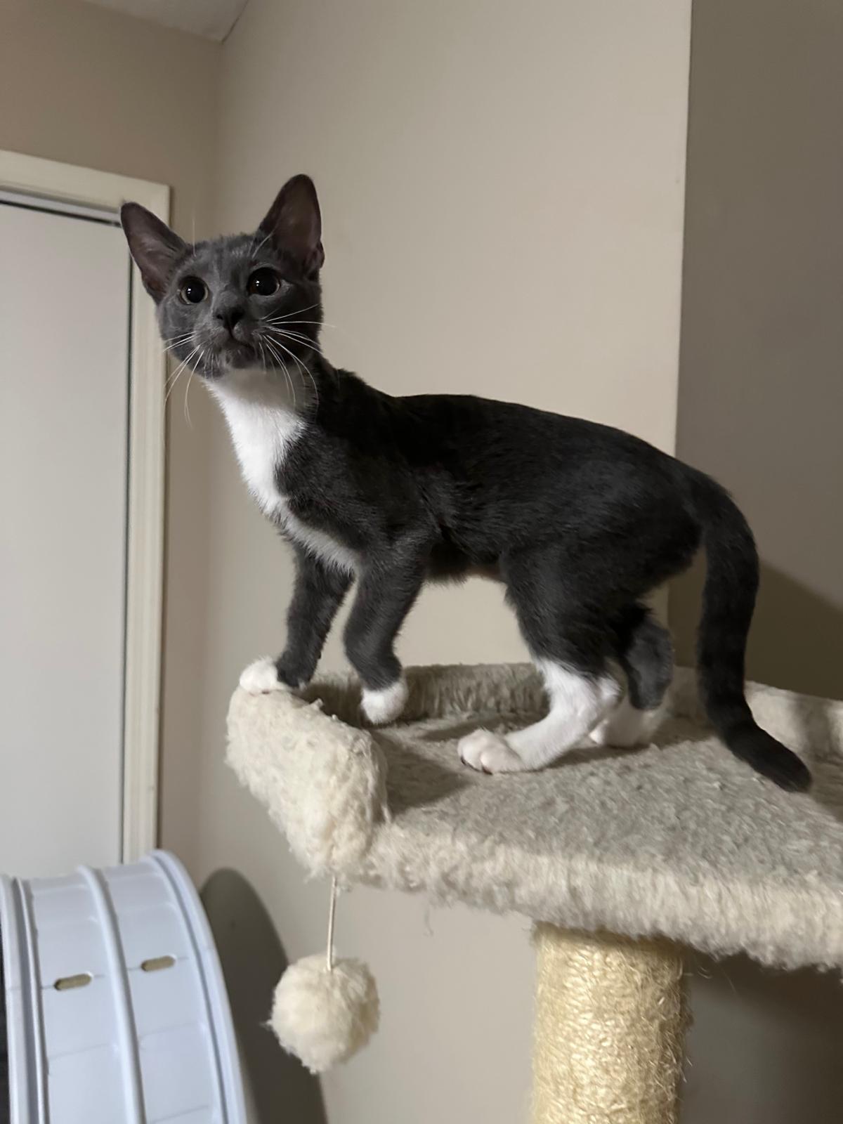 Enlarge Silver, a Adoptable Domestic Short Hair in Lawrenceville, GA image 3/6