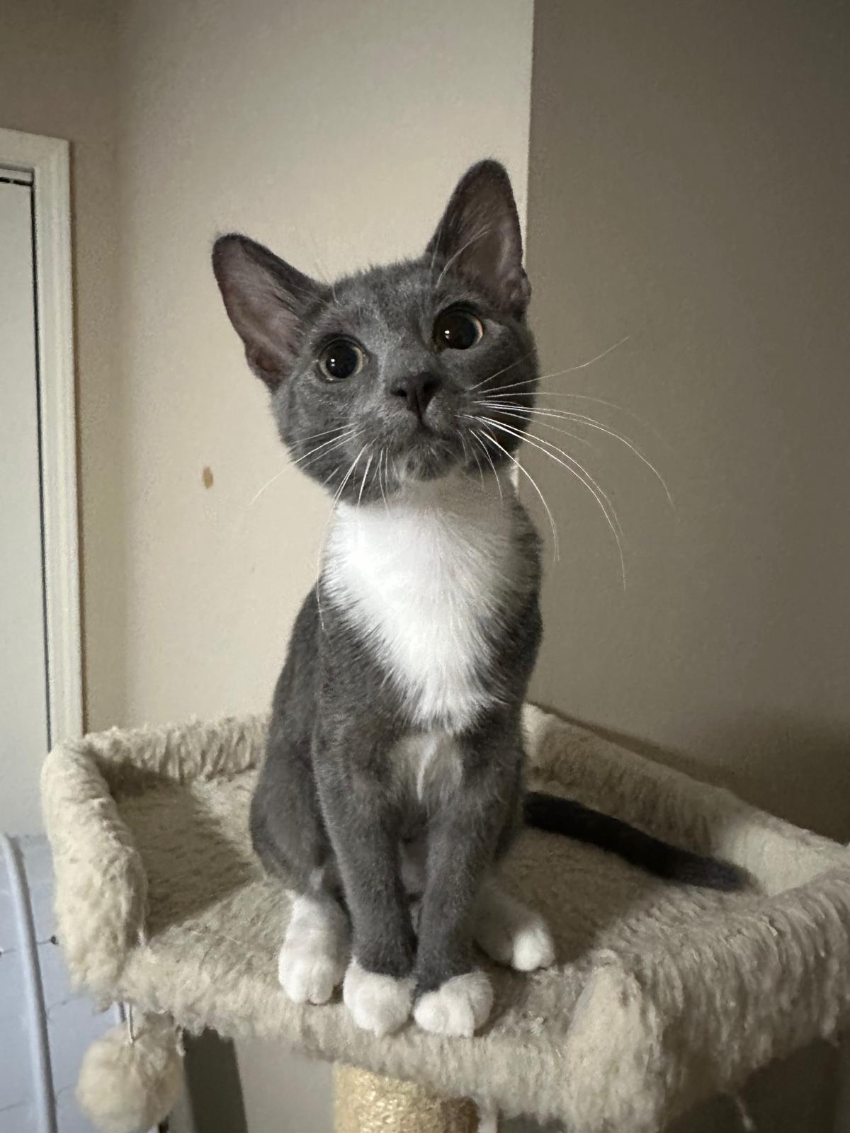 Enlarge Silver, a Adoptable Domestic Short Hair in Lawrenceville, GA image 5/6