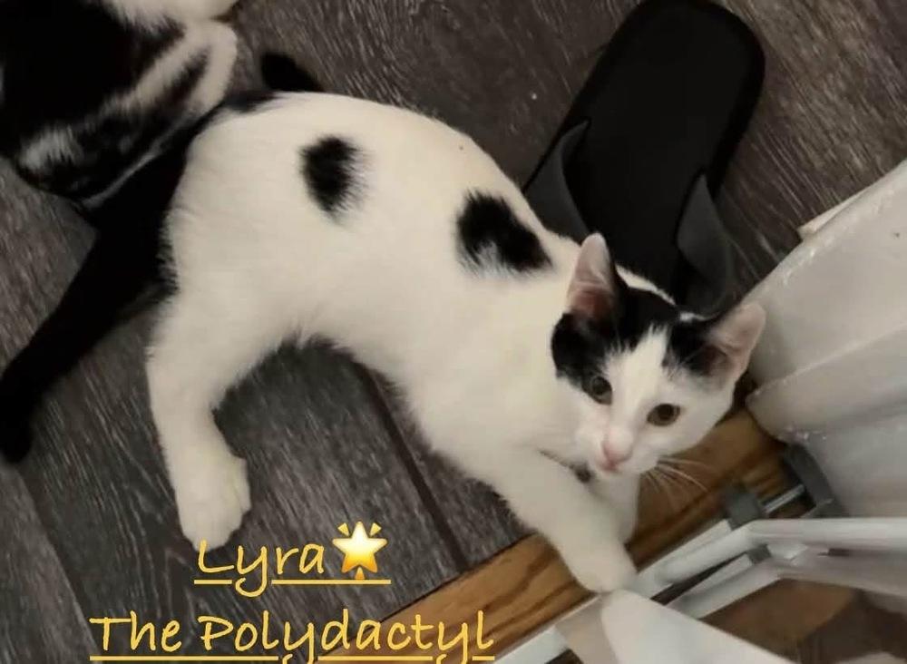 Lyra (Tootsie's Litter) photo