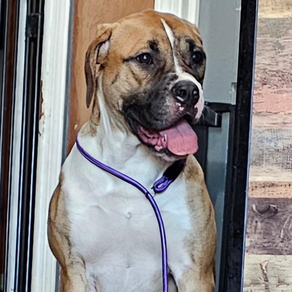 Enlarge Brooklyn, a Adoptable mixed breed in Chicago, IL image 3/6