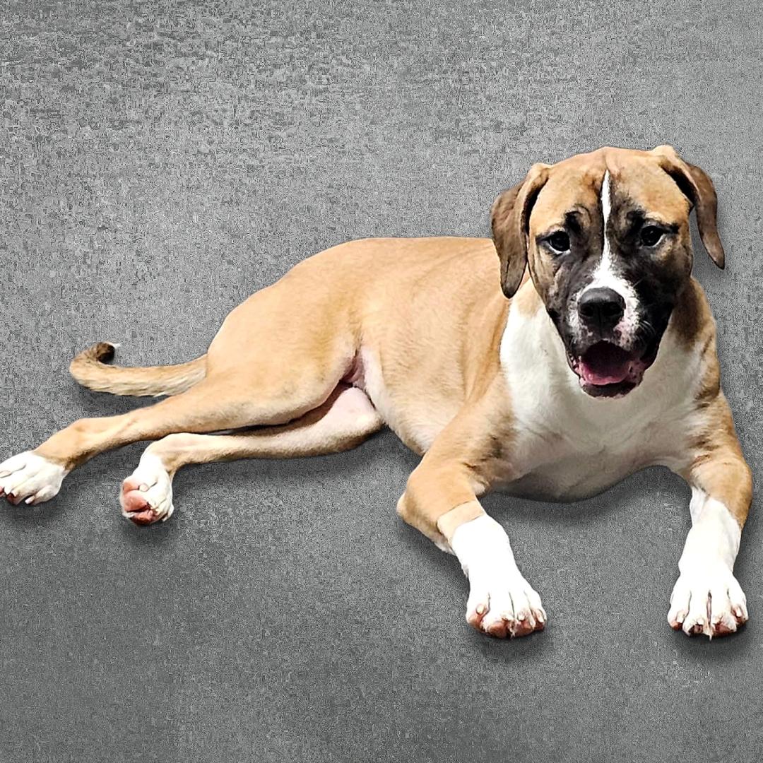 Enlarge Brooklyn, a Adoptable mixed breed in Chicago, IL image 2/5