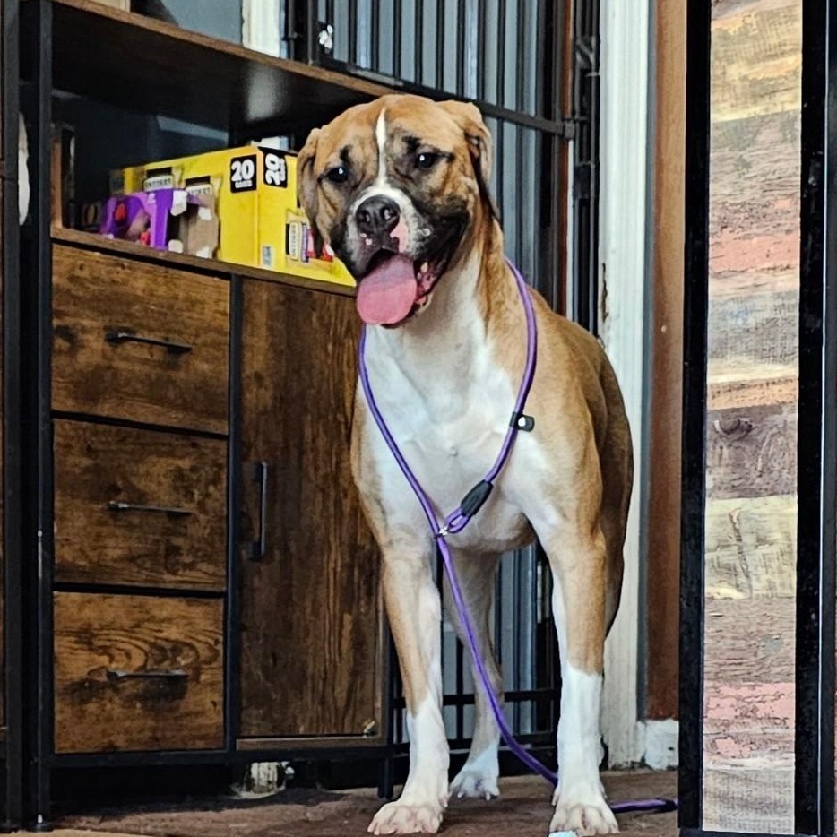 Enlarge Brooklyn, a Adoptable mixed breed in Chicago, IL image 2/6