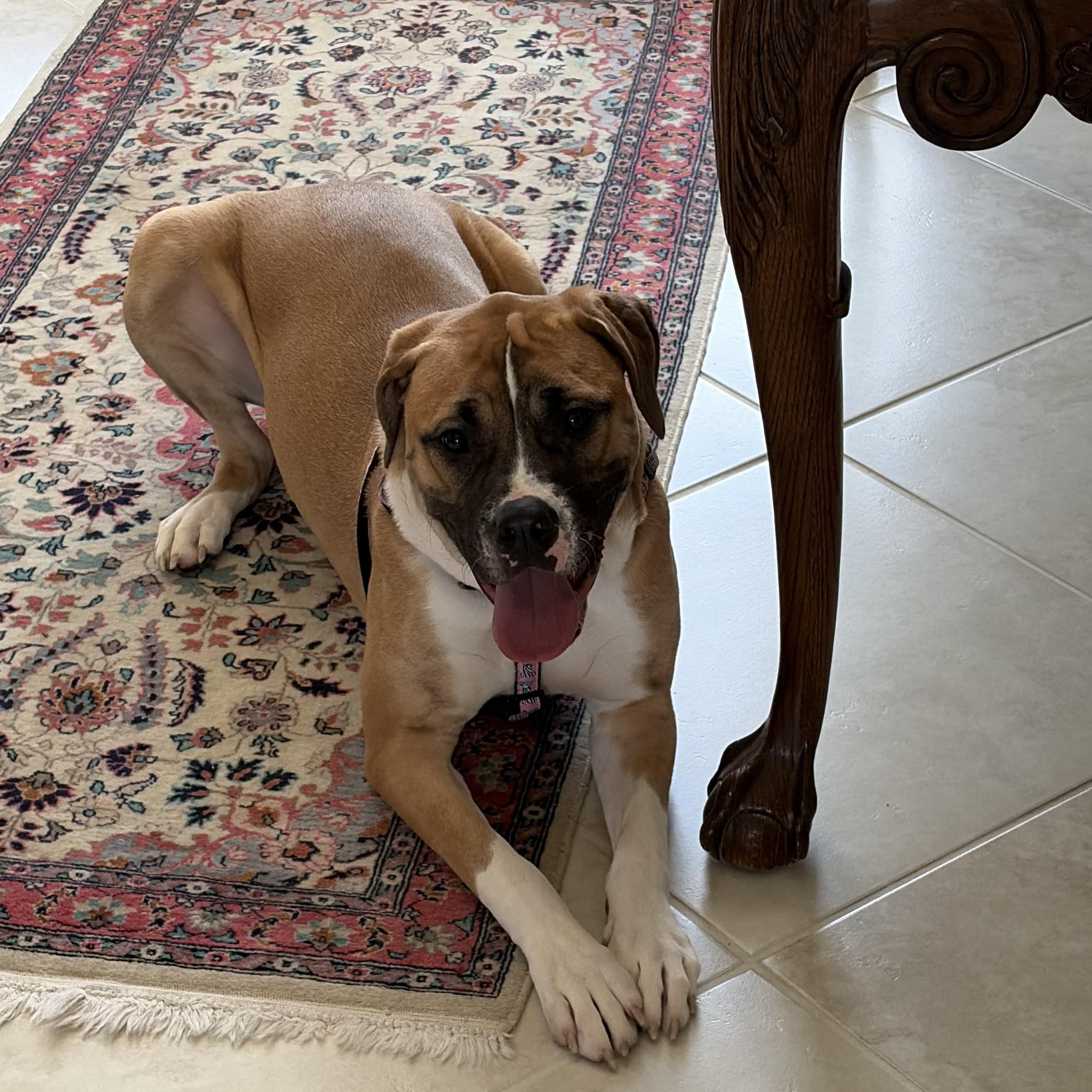 Enlarge Brooklyn, a Adoptable mixed breed in Chicago, IL image 1/6