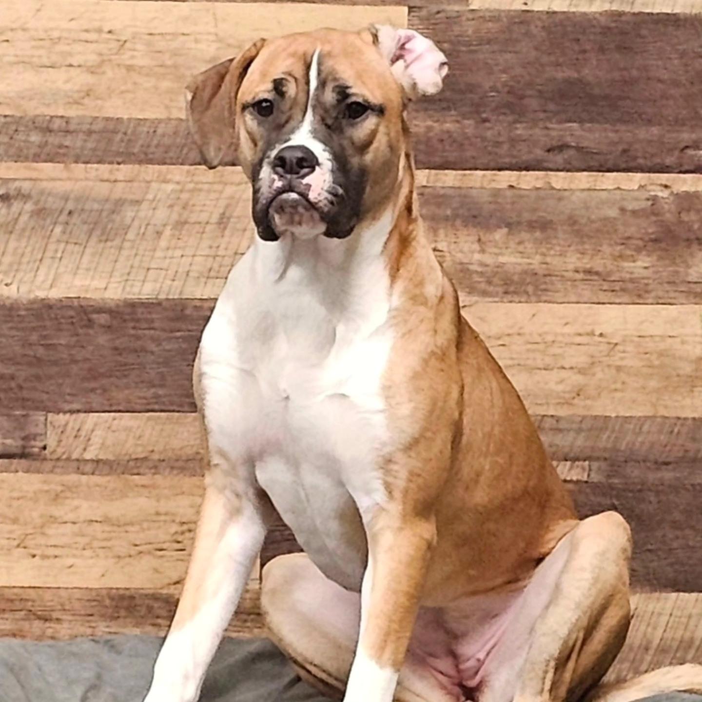 Brooklyn, Adoptable, Young Female Boxer.