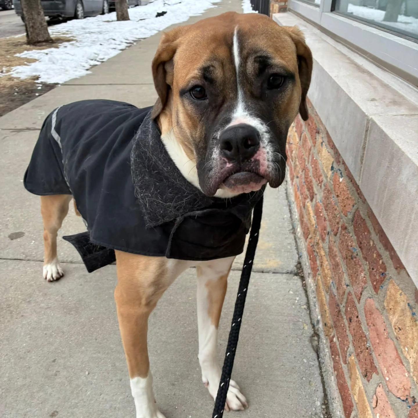 Enlarge Brooklyn, a Adoptable mixed breed in Chicago, IL image 4/5