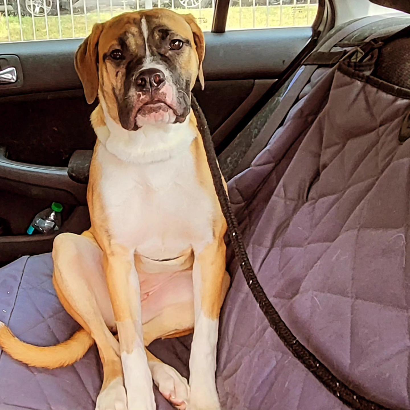 Enlarge Brooklyn, a Adoptable mixed breed in Chicago, IL image 5/5