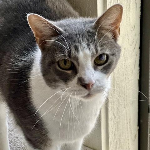 Aretha Franklin, Adoptable, Adult Female Domestic Short Hair.