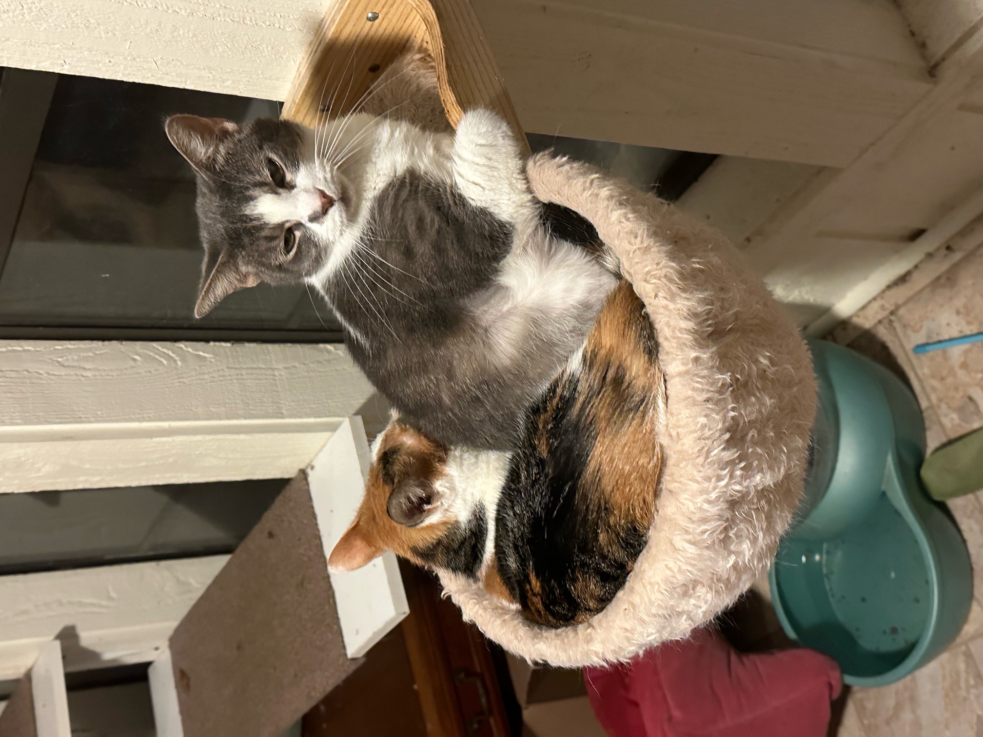 Enlarge Aretha Franklin, a Adoptable Domestic Short Hair in Memphis, TN image 4/5