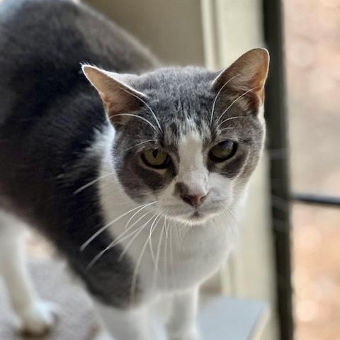 Enlarge Aretha Franklin, a Adoptable Domestic Short Hair in Memphis, TN image 2/5