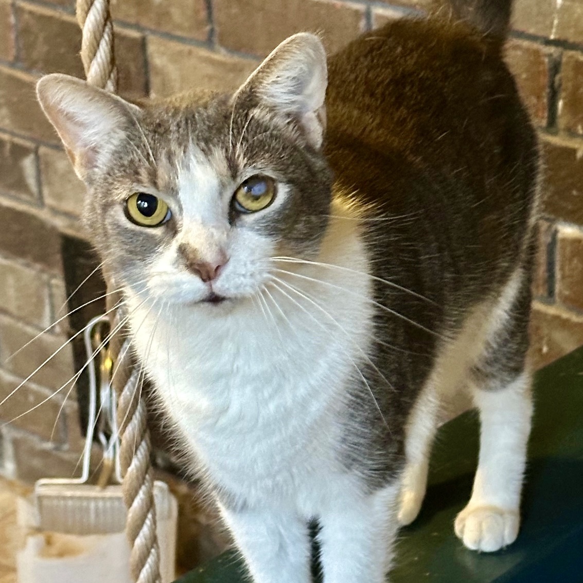 Enlarge Aretha Franklin, a Adoptable Domestic Short Hair in Memphis, TN image 3/5