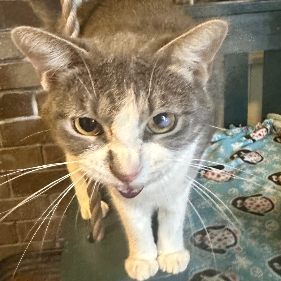 Enlarge Aretha Franklin, a Adoptable Domestic Short Hair in Memphis, TN image 5/5