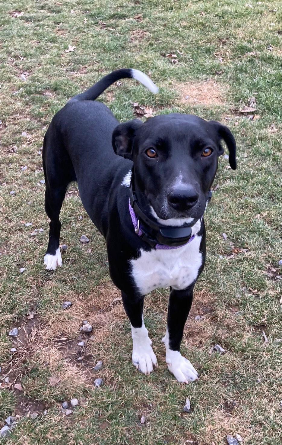 Luna Ann, Adoptable, Adult Female Labrador Retriever.