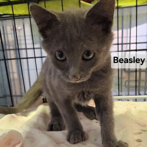 B-Beasley, Adoptable, Kitten Male Domestic Short Hair.