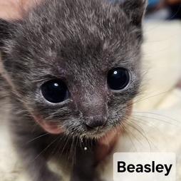 B-Beasley, a Adoptable Domestic Short Hair in Arizona City, AZ image 2/2