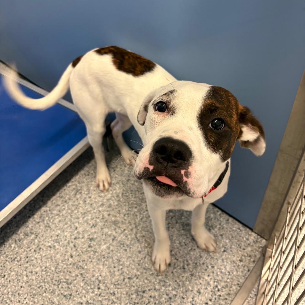 Petey, Adoptable, Adult Male Boxer & Mixed Breed.