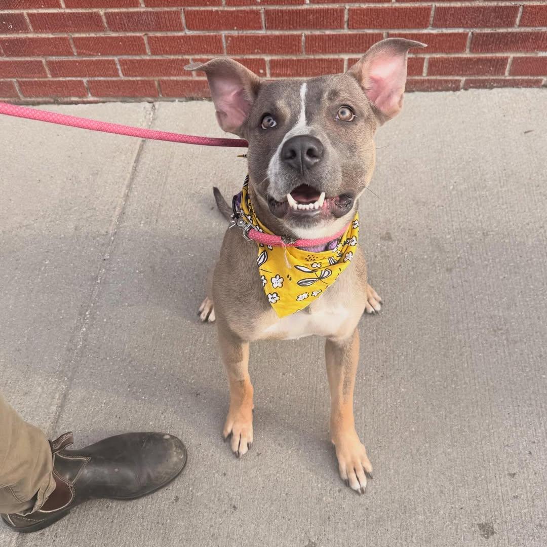 Michael, an adopted Pit Bull Terrier in Detroit, MI image 3/5